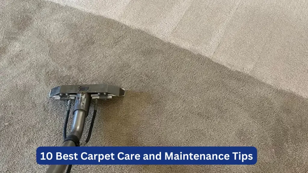 10 Best Carpet Care and Maintenance Tips