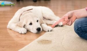 Avoiding Pet Urine on Carpets