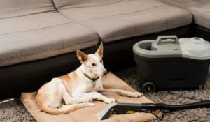 Carpet Cleaners Use for Pet Urine