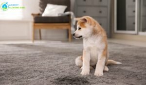 Dog Pee Out of Carpet